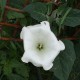 moon flower