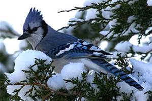bluejay
