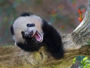 laughing panda