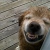 smile dog-full teeth