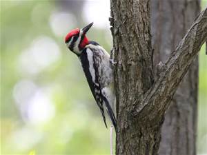 yellow-bellied woodpecker-male.png
