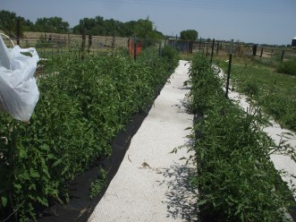 good pic our veggie garden