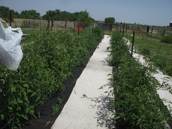 good pic our veggie garden