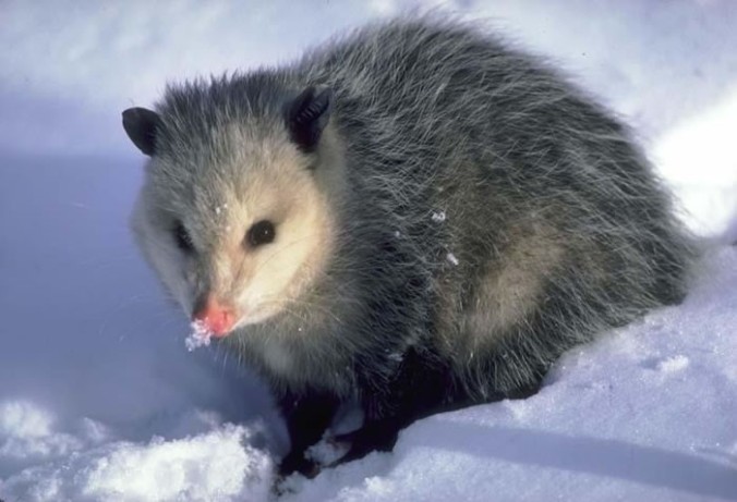 opossum 2