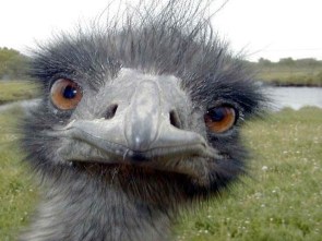 silly emu