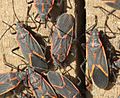 Boxelderbugs