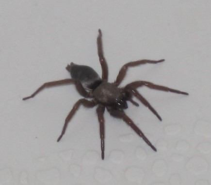 brown spider pic