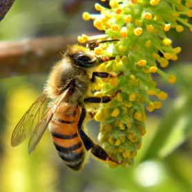 honey bee pic