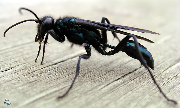 mud wasp