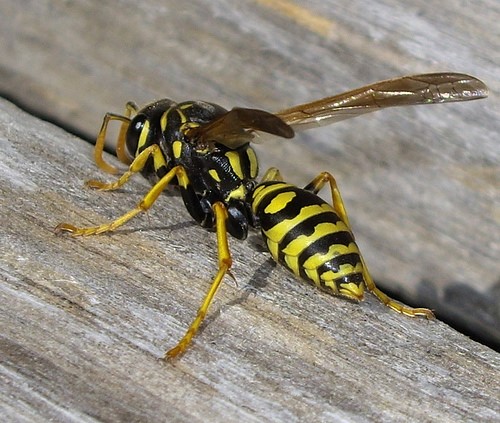 yellow jacket wasp pic