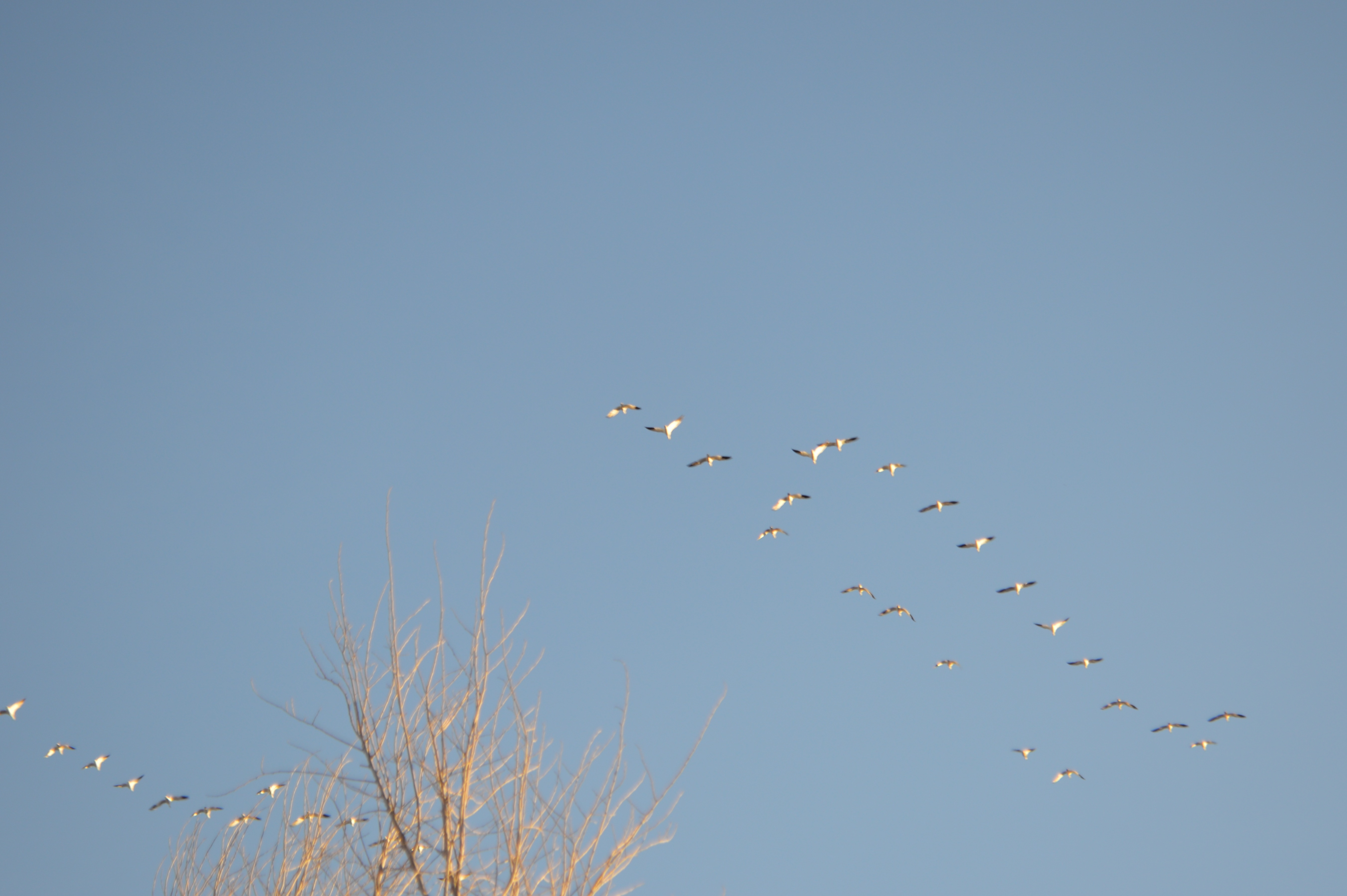 3-3-16 snow geese 2