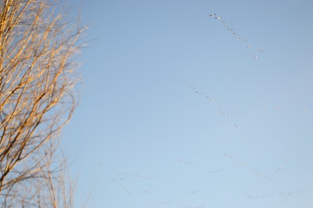 3-3-16 snow geese 3