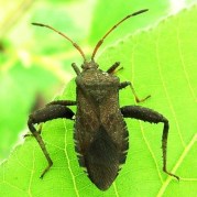 squash bug