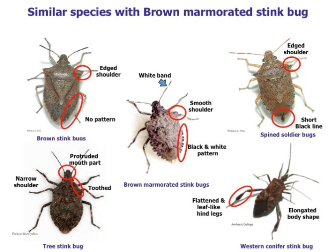 stink bug-look-a-likes