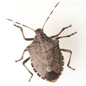 stink bug