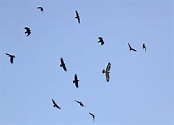 vultures are back 3 31 16