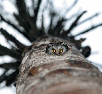 owl peek