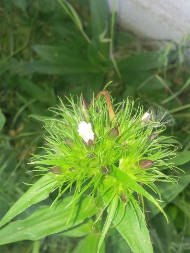 6-11-16 new volunteer flowers2