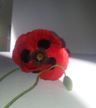 6-15-ladybug poppie 4