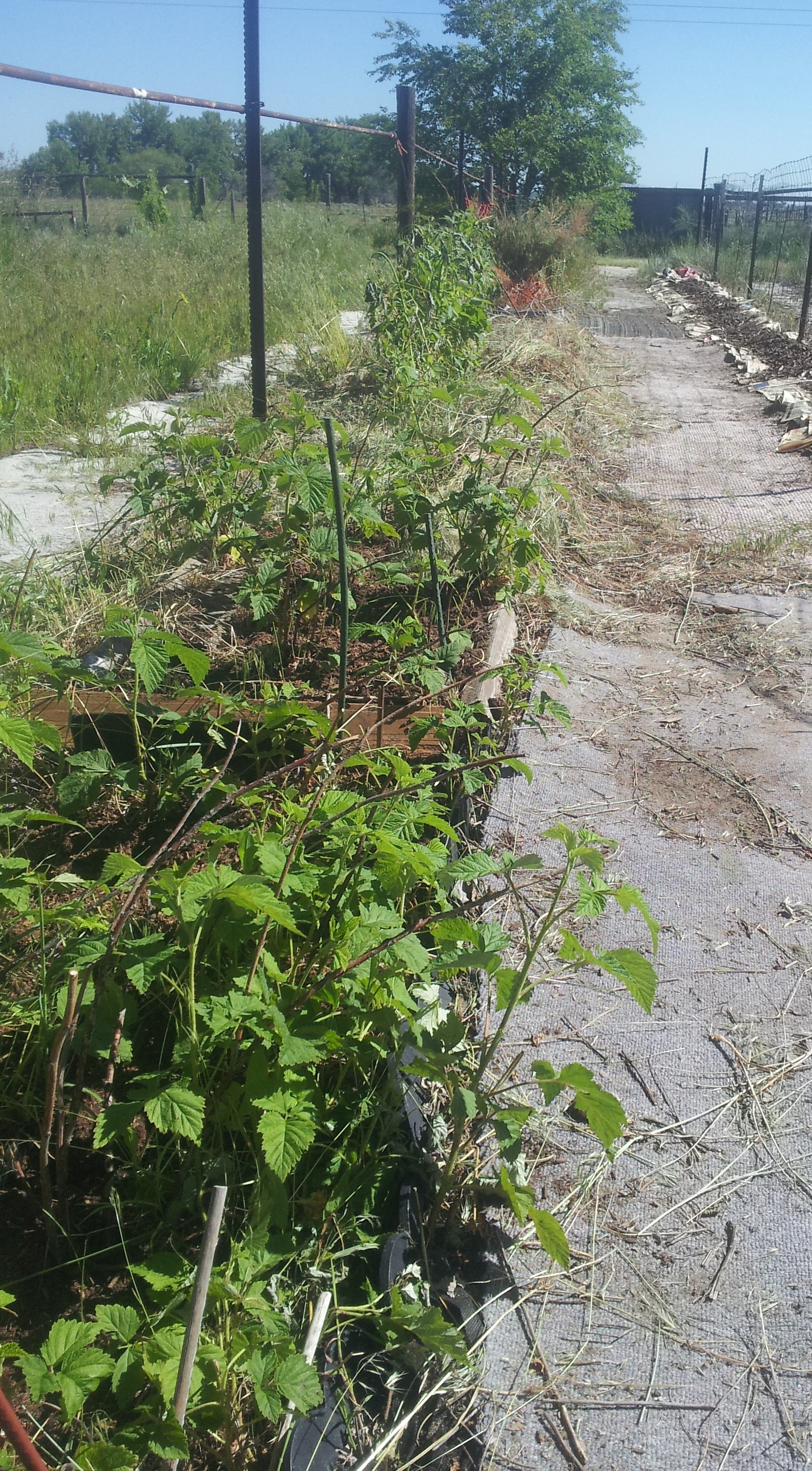 raspberry row after 6-4-16