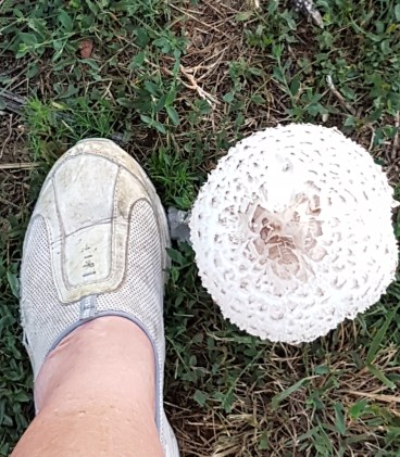 8-1 size of our shrooms