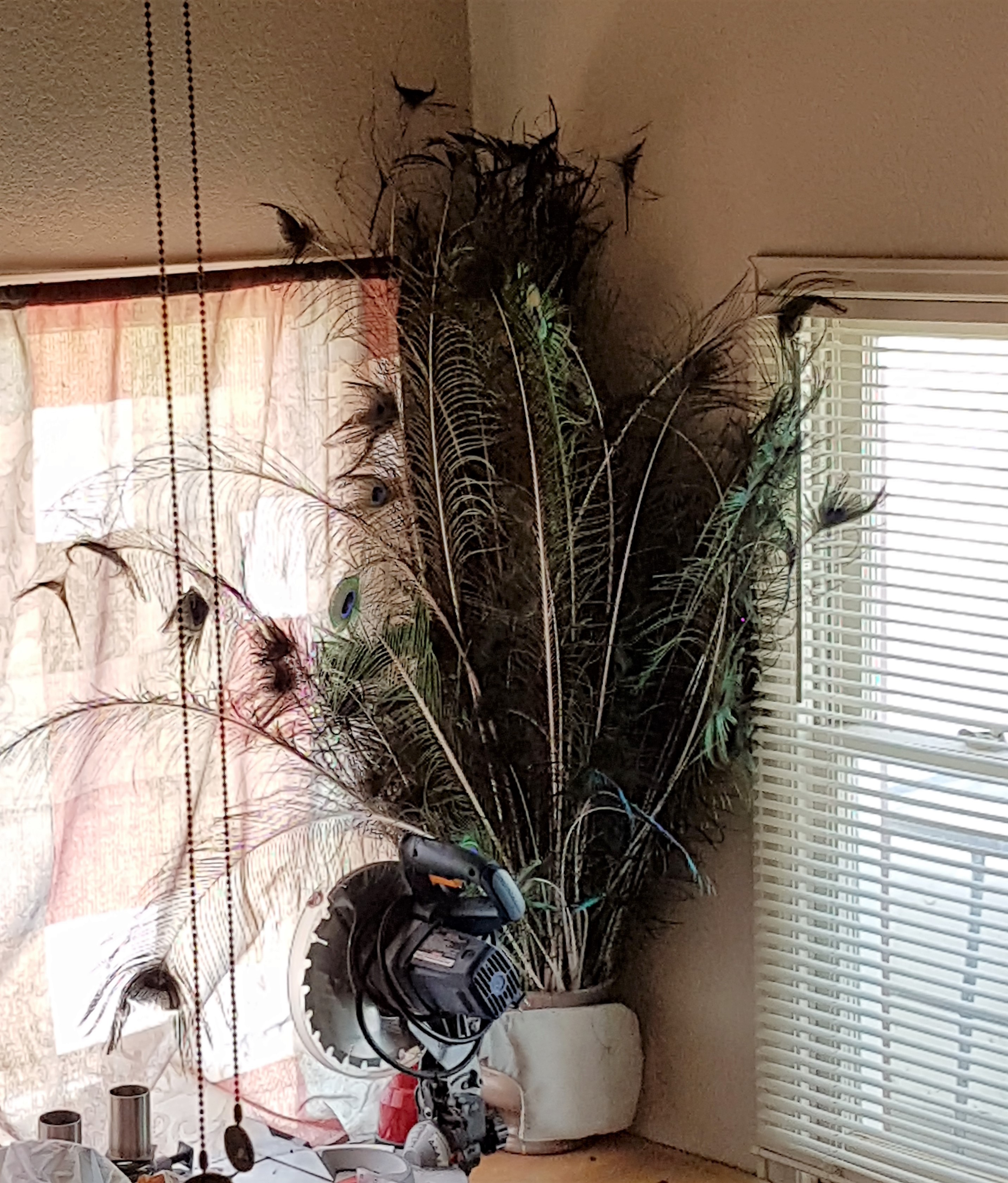 p feathers 1-yr 8-16-16