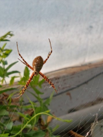 gardenspider-1