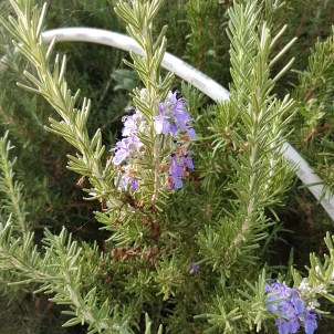 flowers-on-rosemary-1