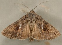 miller-moth