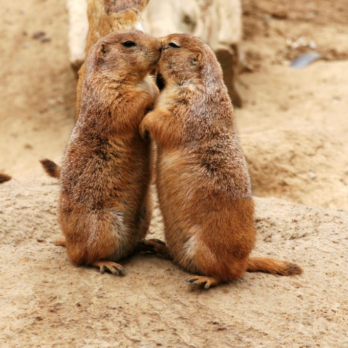 prarie-dogs-kissing