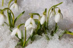 snowdrop-flowers-2