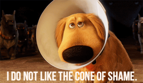 cone of shame