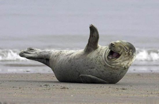 laughing-seal