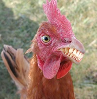 scary mutant chicken