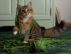 cat n yarn