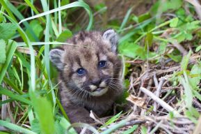 mountain-lion-kitten-photo national parks
