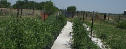 cropped-best-tomato-rows-2012.jpg