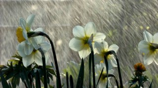 flowers in spring rain
