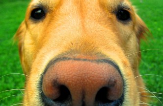 upclose dog nose