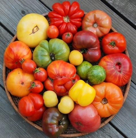 variety of tomatoes