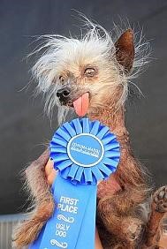 1st place winner-ugly dog