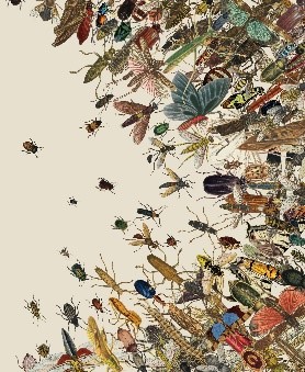 multiple insects