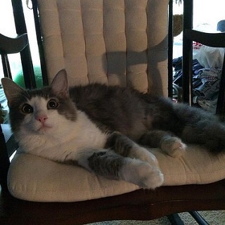 cat in rocker