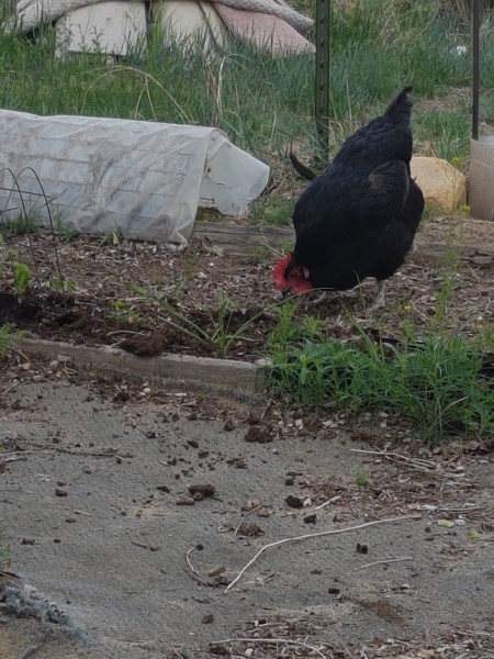 chicken digging in dirt