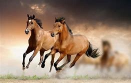 pony express pic of horses