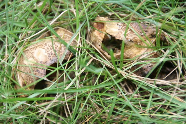 Mushrooms in grass