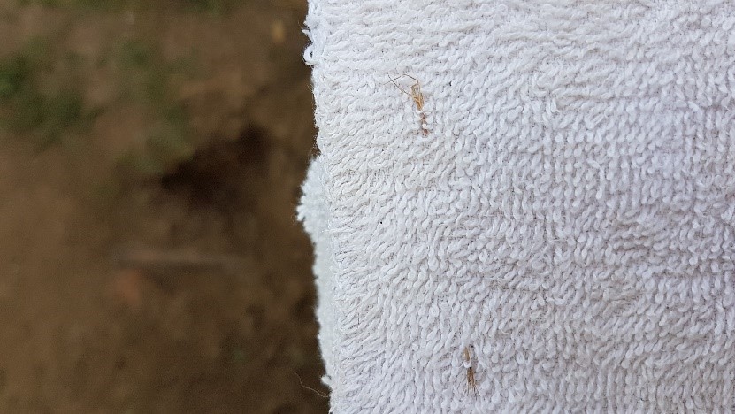 grass seed stuck in cloth