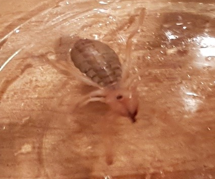 wind spider 11-20-19