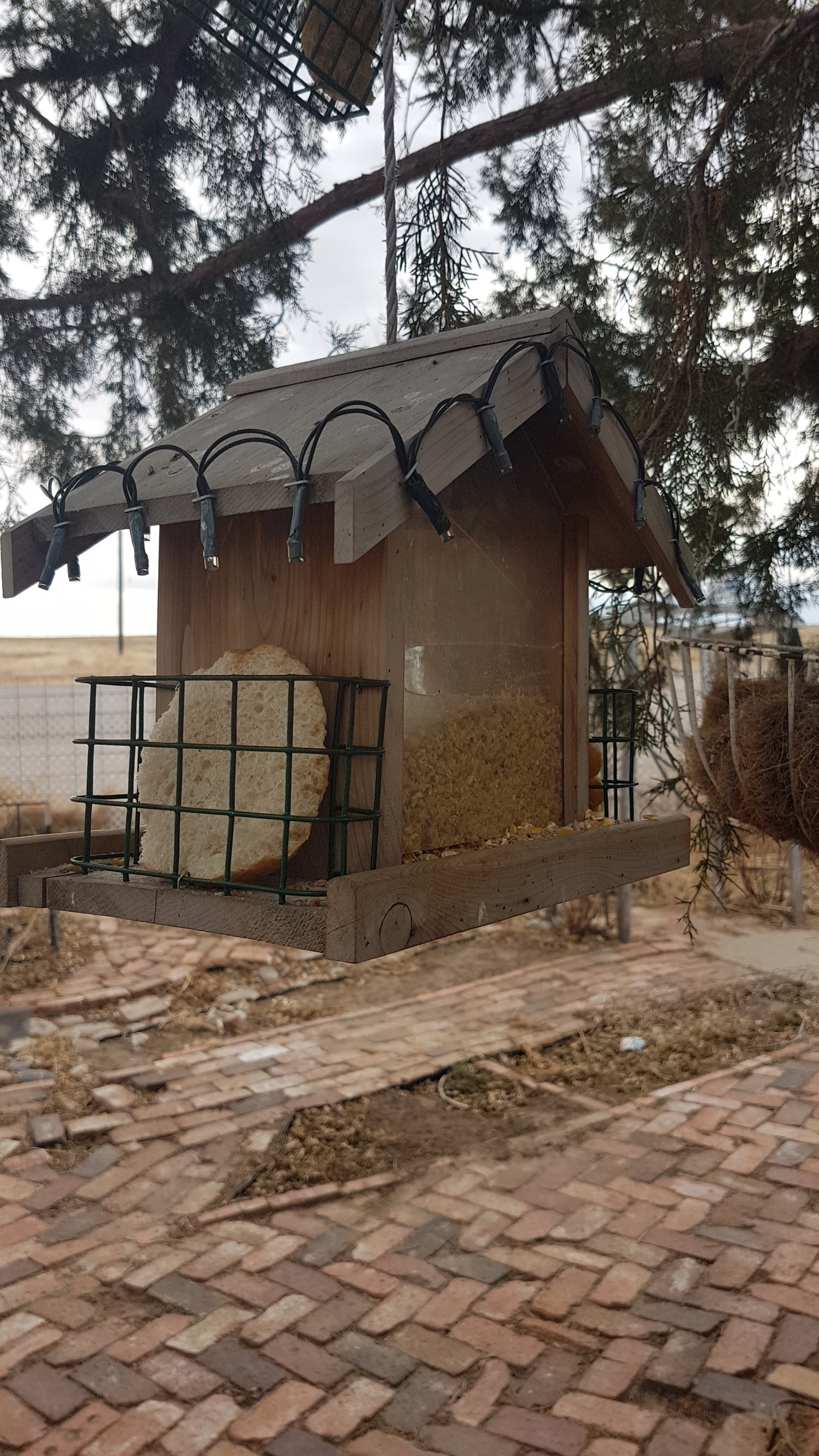 our-bird-feeder-w-bread.jpg