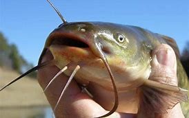 bullhead fish